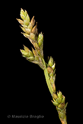 Immagine 5 di 6 - Carex canescens L.