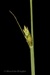 Immagine 6 di 6 - Carex canescens L.
