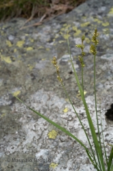 Immagine 1 di 3 - Carex brunnescens (Pers.) Poir.