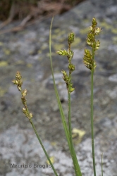Immagine 2 di 3 - Carex brunnescens (Pers.) Poir.