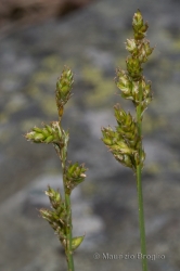 Immagine 3 di 3 - Carex brunnescens (Pers.) Poir.