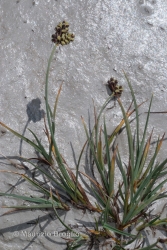 Immagine 2 di 5 - Carex bicolor All.