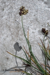 Immagine 3 di 5 - Carex bicolor All.