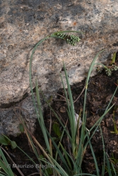 Immagine 4 di 5 - Carex bicolor All.