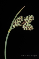 Immagine 5 di 5 - Carex bicolor All.