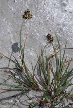 Carex bicolor All.