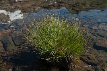Immagine 1 di 4 - Carex nigra (L.) Reichard