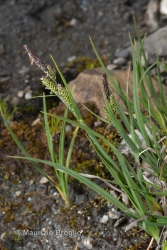 Immagine 2 di 4 - Carex nigra (L.) Reichard