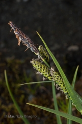 Immagine 3 di 4 - Carex nigra (L.) Reichard