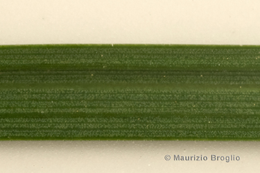 Immagine 4 di 4 - Carex nigra (L.) Reichard