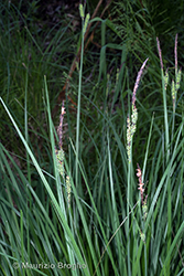 Immagine 4 di 12 - Carex elata All.