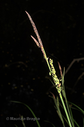 Immagine 5 di 12 - Carex elata All.