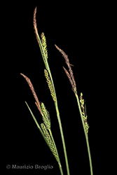 Immagine 6 di 12 - Carex elata All.