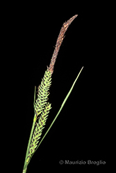 Immagine 7 di 12 - Carex elata All.