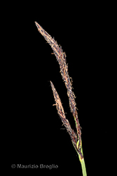 Immagine 8 di 12 - Carex elata All.