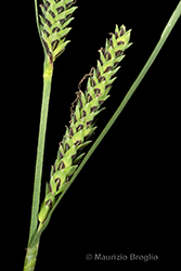 Immagine 9 di 12 - Carex elata All.