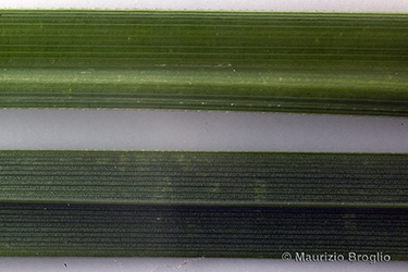 Immagine 10 di 12 - Carex elata All.
