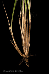 Immagine 12 di 12 - Carex elata All.