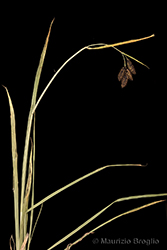Immagine 1 di 4 - Carex atrata L.
