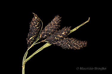 Immagine 2 di 4 - Carex atrata L.