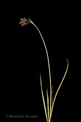 Immagine 3 di 4 - Carex atrata L.