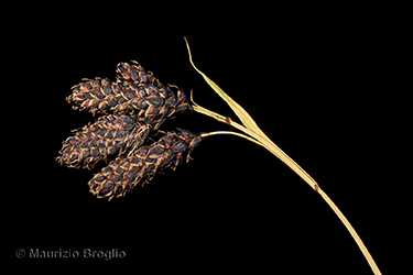 Immagine 4 di 4 - Carex atrata L.