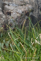 Immagine 1 di 3 - Carex parviflora Host
