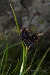 Immagine 3 di 3 - Carex parviflora Host
