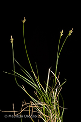 Immagine 1 di 6 - Carex pilulifera L.