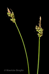 Immagine 2 di 6 - Carex pilulifera L.