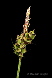 Immagine 3 di 6 - Carex pilulifera L.