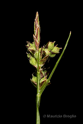 Immagine 4 di 6 - Carex pilulifera L.