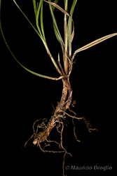 Immagine 5 di 6 - Carex pilulifera L.