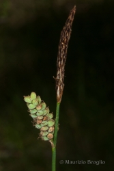 Immagine 2 di 3 - Carex tomentosa L