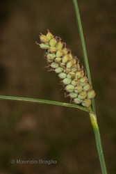 Immagine 3 di 3 - Carex tomentosa L