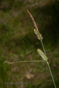 Carex tomentosa L