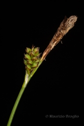 Immagine 1 di 2 - Carex caryophyllea Latourr.