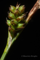 Immagine 2 di 2 - Carex caryophyllea Latourr.