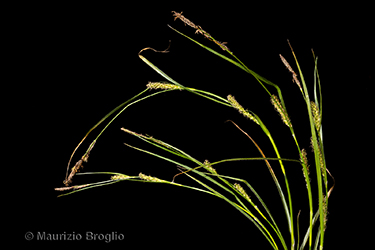 Immagine 1 di 9 - Carex hirta L.