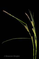 Immagine 2 di 9 - Carex hirta L.