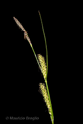Immagine 3 di 9 - Carex hirta L.