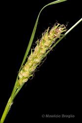 Immagine 4 di 9 - Carex hirta L.