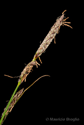 Immagine 5 di 9 - Carex hirta L.