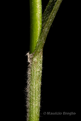 Immagine 6 di 9 - Carex hirta L.