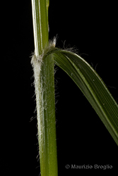Immagine 7 di 9 - Carex hirta L.