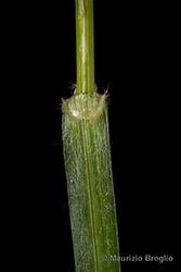 Immagine 8 di 9 - Carex hirta L.