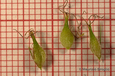 Immagine 9 di 9 - Carex hirta L.