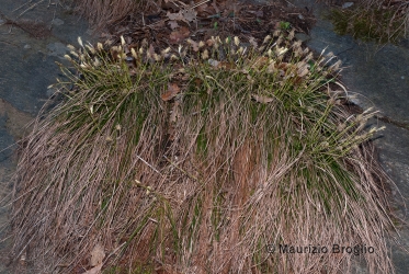 Immagine 1 di 3 - Carex humilis Leyss.