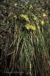 Immagine 2 di 3 - Carex humilis Leyss.