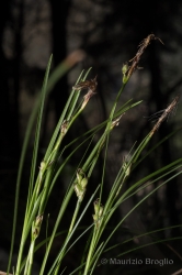 Immagine 3 di 3 - Carex humilis Leyss.